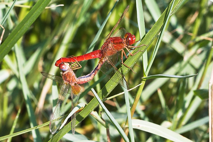 Crocothemis erythraea ?